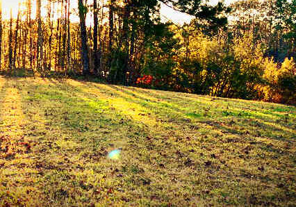 light through the trees